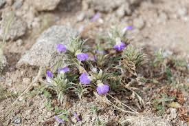 Image result for Blepharis integrifolia