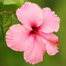 Hibiscus Flower Helenanicespace Hibiscus Flowers Growing Hibiscus Hibiscus Plant
