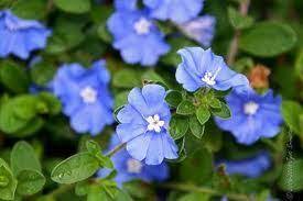 The common cultivar is known as 'blue daze', but you may also find 'hawaiian blue eyes'. Evolvulus Hawaiian Blue Eyes Little Blue Flowers Blue Hawaiian Virtual Flowers