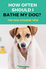 How Often Should I Bathe My Dog Best Dog Hygiene Tips In 2020 Dog Health Tips Dog Remedies Dog Care