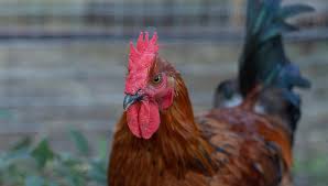 Marans were created from feral chickens that were offspring from fighting game birds. Black Copper Marans Complete Breed Guide The Happy Chicken Coop