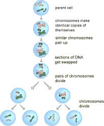 Animal and plant cells can be visualised using a model. Biology B2 Mind Map
