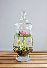Mini Lotus Water Lily Terrarium In Recycled Glass Indoor Water Garden Plants Water Terrarium