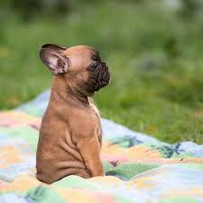 Owning a french bulldog is a delightful thing because this dog is everything that defines a when you leave your french bulldog alone for long and it develops separation anxiety, the dog when you leave your frenchie alone all day, you put them in potential harm depending on where you live too. Source French Bulldog Puppies Bulldog Puppies French Bulldog Breed