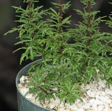 Image result for Cyphia