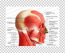 The anterior triangle of the neck is made by the anterior border of the sternocleidomastoid muscle, the inferior border of the mandible and the midline of the neck. Temporoparietalis Muscle Head And Neck Anatomy Lateral Rectus Muscle Png Clipart Anatomy Bone Cheek Chin Face
