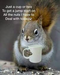Wednesday Inspiration How Do You Jump Start Your Day Funny Animals Cute Squirrel Animals