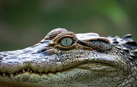 L’Inde veut lutter contre l’immigration clandestine… avec des serpents