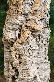 Image result for Quercus suber