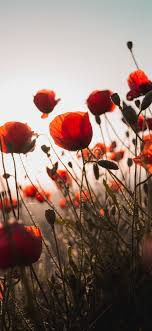 Orange flowers, summer, blossom, bloom, aesthetic. Best Floral Iphone X Hd Wallpapers Ilikewallpaper