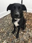 Blue Heeler Australian Shepherd Mix (2020 Vet Reviewed ...