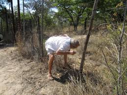 Image result for Julbernardia globiflora