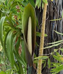 Image result for Anchomanes