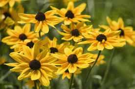 Because it flowers later than the first spring ephemerals, such as dutchman's. 10 Best Sun Loving Flowers Growing In Michigan