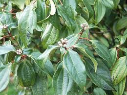 Image result for Cycnium recurvum