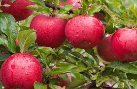 Our latest planting fruit trees in africa campaign video. Fruit Trees South Africa Types Of Fruit Trees Planted Roots