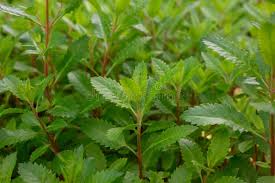 Image result for Haloragaceae