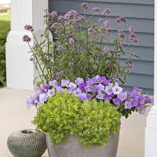 Meteor shower ® verbena bonariensis 'invebputow' uspp 27,722, can 5,507. Proven Winners Meteor Shower Verbena Provides That Pop Facebook