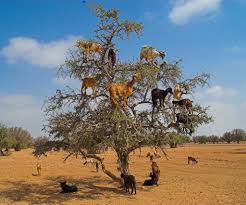 Résultat de recherche d'images pour "goats in argan tree"