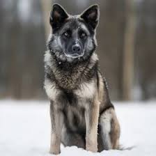 Image result for norský losí pes šedý