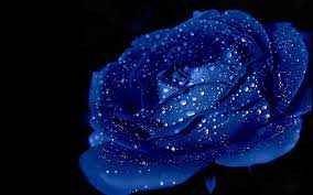 Discover free hd rose png images. Blue Rose Desktop Wallpapers Top Free Blue Rose Desktop Backgrounds Wallpaperaccess