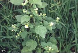 Image result for Sida veronicifolia