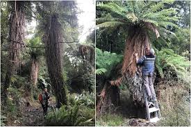 Image result for Cyathea cf. humilis