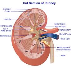 Urinary System Anatomy And Physiology Study Guide For Nurses Anatomy And Physiology Physiology Human Anatomy And Physiology