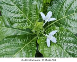 Image result for Ecbolium clarkei