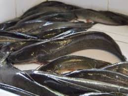 Ikan keli salai dengan harga yang sangat berpatutan 3. Berhati Hati Beli Ikan Keli Di Pasaran Elak Dari Sumber Diragui