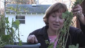 376 bare root stock video clips in 4k and hd for creative projects. Gardening Tips Transplanting Hollyhocks Youtube