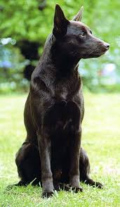 The development of the great wool industry of australia to its present high standard has only been achieved by studmasters and graziers with the aid of the working sheepdog. Hunderasse Australian Kelpie