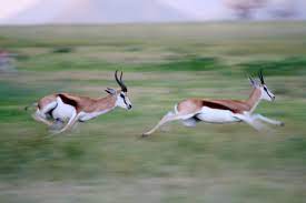 Light, smart design and innovative. Is Your Company Agile Enough To Sprint Like A Gazelle David Paul Carter