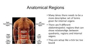 The human abdomen is divided into quadrants and regions by anatomists and physicians for the purposes of study, diagnosis, and treatment. Regions Of The Body Directions Of Your Partner Everyone Face Your Partner Identify Your Partner S Right Hand Identify The Top Most Part Of The Body Identify Ppt Download