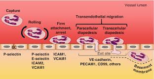 Cellular Inflammatory Responses Springerlink
