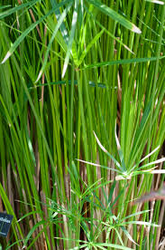 Image result for Cyperus clavinux