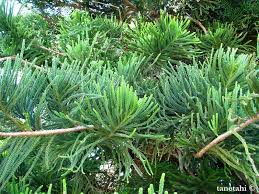 Image result for Araucaria columnaris