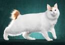 Japanese Bobtail Longhair Cat - Cat Breed Guide - Pet Advisor