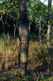 Image result for Warneckea sp.