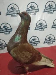 Namun begitu, secara keseluruhan panggilannya tetaplah merpati. Jual Sale Burung Merpati Dara Prospek Kolongan Tinggian Giring Tritis Blorok Blantong Kelabu Coklat Limited Di Lapak Bintang Fitria Bukalapak