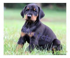 Nov 25, 2012 · all puppies have good conformations, with good head and body structure. Doberman Pups Price In Mysore Doberman Pups For Sale In Mysore