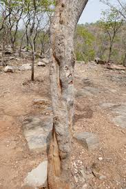 Image result for Crossopteryx