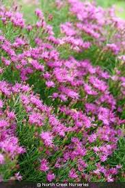 Image result for Vernonia schlechteri