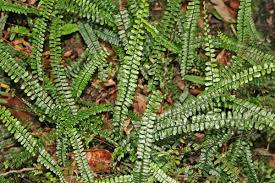 Image result for Asplenium angolense