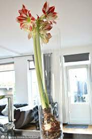 How To Get An Amaryllis To Flower Again Classic Home Decor Creative Home Decor Western Home Decor