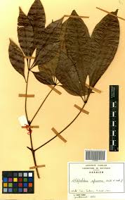 Image result for Oldfieldia