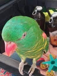 Turns an unsecure link into an anonymous one! The Animal House Ballina 16 84 Kerr Street Ballina Fair Shopping Centre Ballina Nsw 2478 Australia