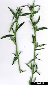 Image result for Misopates