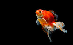Le poisson rouge was founded by musicians in 2008 in the. Adopter Un Poisson Rouge 6 Choses A Savoir