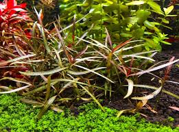 Image result for Hygrophila uliginosa